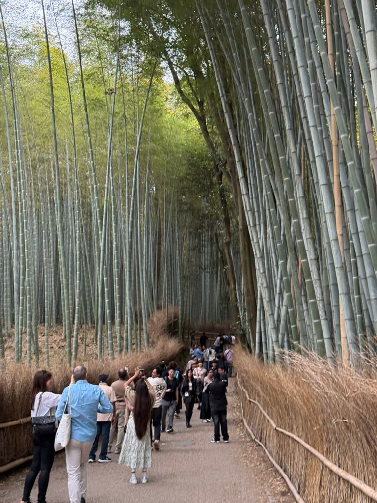 The bamboo grove path at Arashiyama