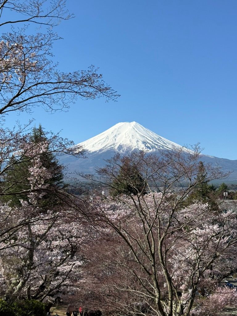 Mount Fuji rising above cherry blossoms