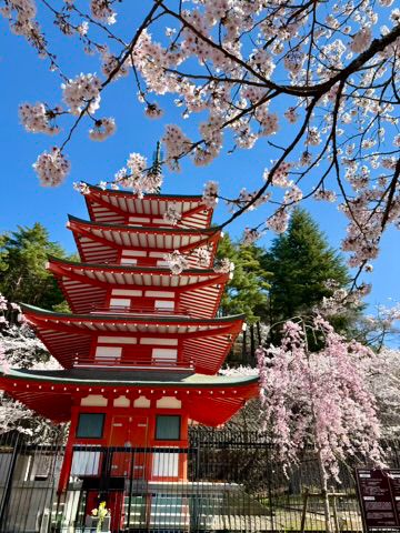 The Chureito pagoda framed by cherry blossoms